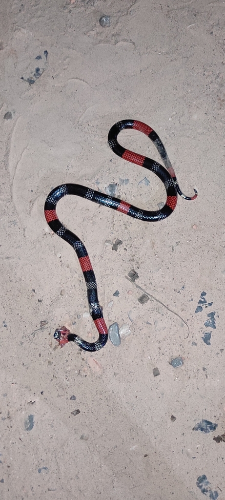 Bolivian Coral Snake
