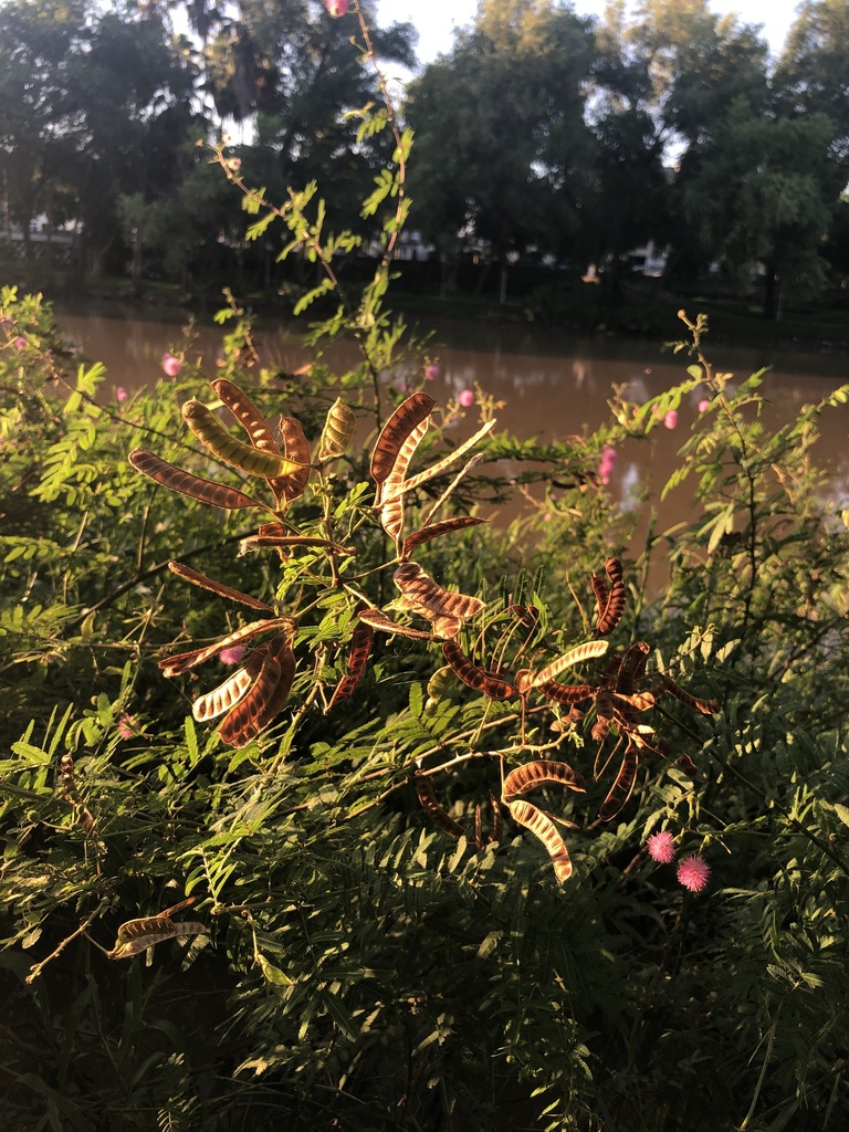 Giant Sensitive Plant from Culiacán, MXSI, MX on October 06, 2022 at