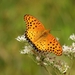 Chinese Tropical Fritillary - Photo (c) Aline Horikawa, all rights reserved, uploaded by Aline Horikawa