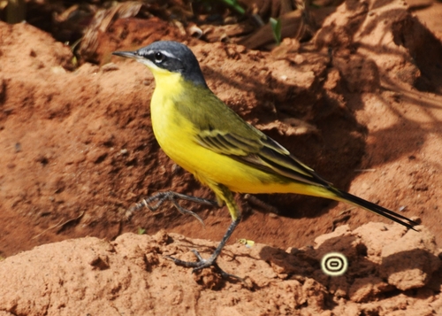 Western Yellow Wagtail