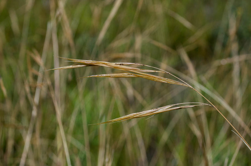 Pseudopentameris caespitosa