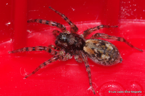 Sand Bear Spider