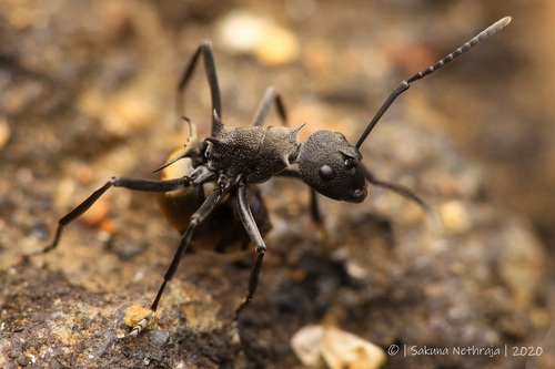 岩羊多刺蚁Polyrhachis rupicapra