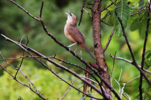 Moustached Grass-Warbler