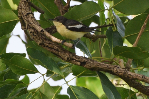 Yellow-bellied Hyliota