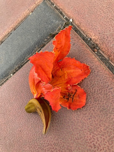 African tulip tree