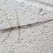photo of Northern Walkingstick (Diapheromera femorata)