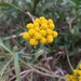 Sweet Yarrow - Photo (c) Renato Franco, all rights reserved, uploaded by Renato Franco