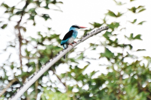 Blue-breasted Kingfisher