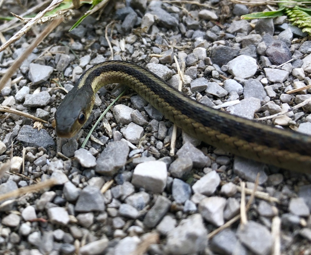 Eastern Garter Snake from Crane Rd, Ypsilanti, MI, US on October 07 ...