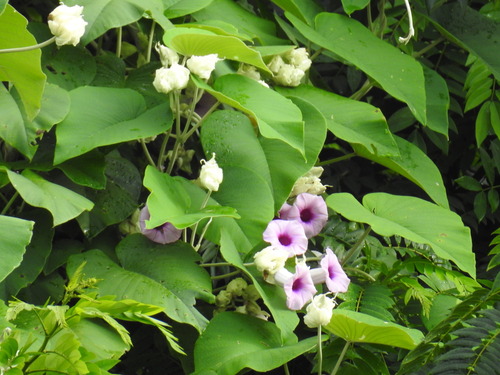 elephant creeper (Argyreia nervosa)