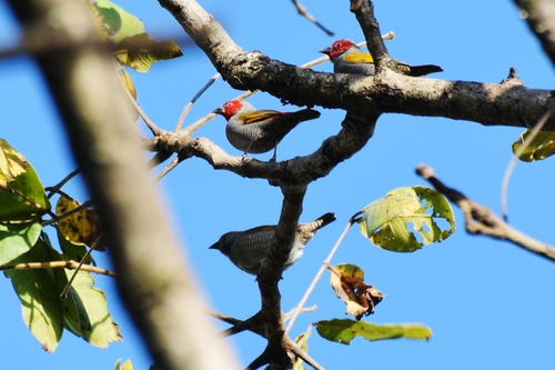 Red-faced Pytilia