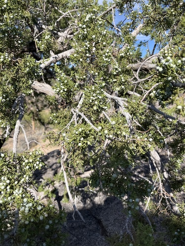 redberry juniper