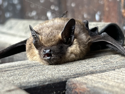 Eurasian Serotine
