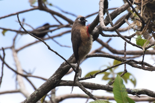 Speckled Mousebird