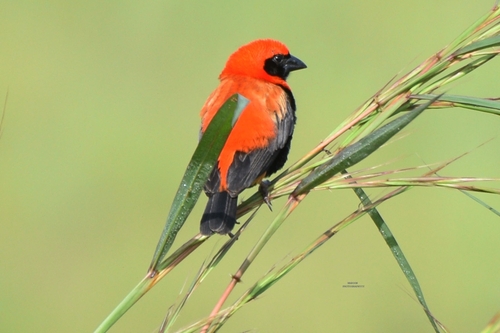 Black-winged Bishop