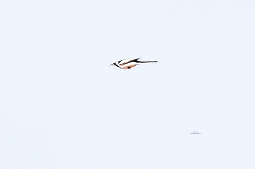 African Pied Wagtail