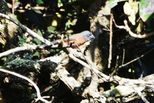 Brown Twinspot