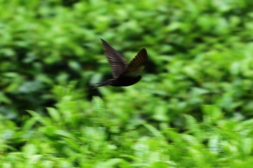 Black Sawwing