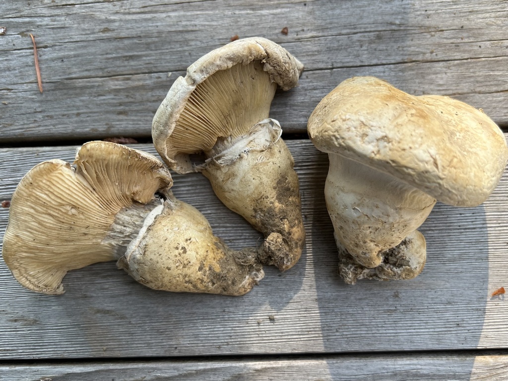 American Matsutake In October 2022 By Mary McCallum. High Altitude ...