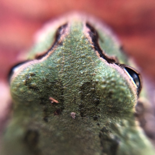 Eastern Japanese Tree Frog