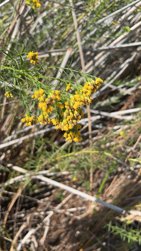 iNaturalist observation photo of western goldenrod