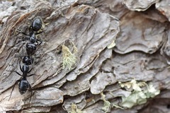 Camponotus laevigatus image