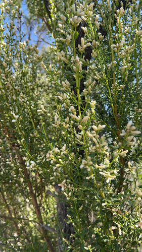 iNaturalist observation photo of coyote brush