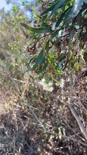 iNaturalist observation photo of mule fat