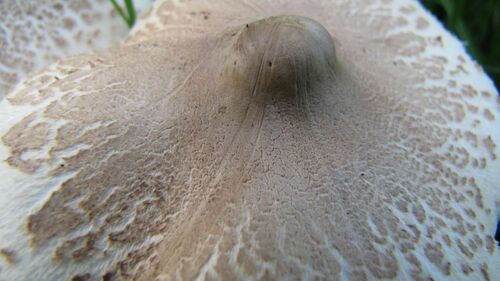 Slender Parasol