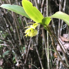 Epidendrum envigadoense image