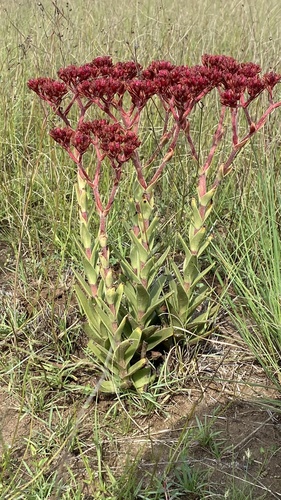 grassland red crassula