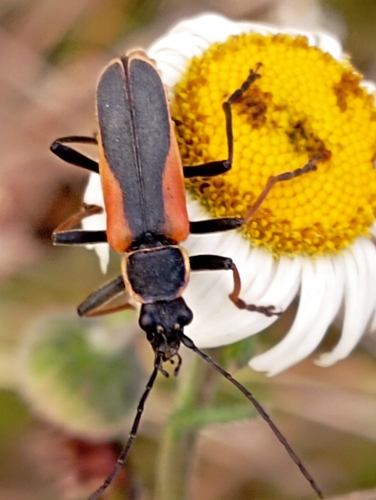 Chauliognathus limbicollis