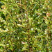 Phyllanthus faguetii - Photo (c) Ben Caledonia, όλα τα δικαιώματα διατηρούνται, uploaded by Ben Caledonia