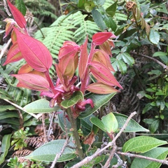 Cavendishia guatapeensis image