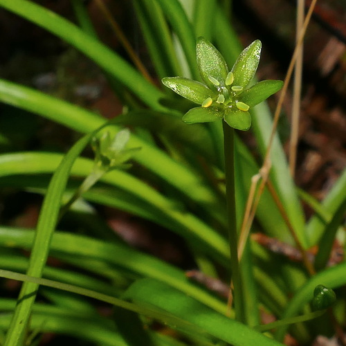 New Caledonia Campynemanthe