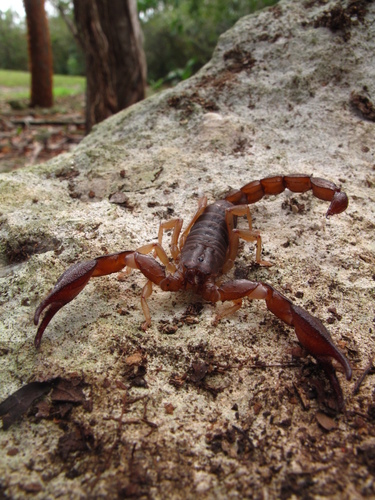 Cozumel Scorpion