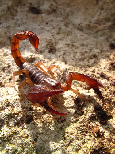 Cozumel Scorpion