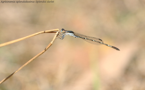 Agriocnemis splendidissima Laidlaw, 1919