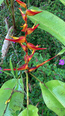 Heliconia latispatha image
