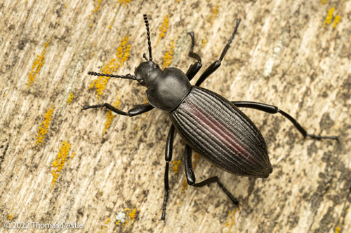 Rough-lipped Darkling Beetle