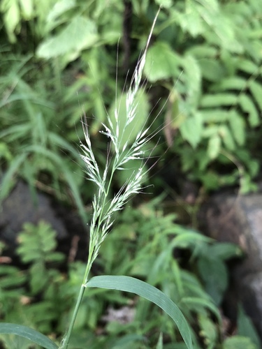 wirestem muhly (Muhlenbergia frondosa)
