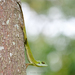 Green Crested Lizard - Photo (c) Koh Soon Yap 許順業, all rights reserved, uploaded by Koh Soon Yap 許順業