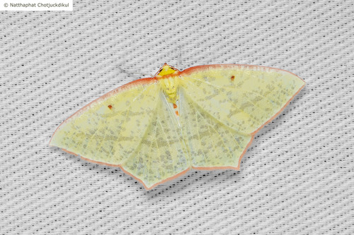 Sirinopteryx quadripunctata