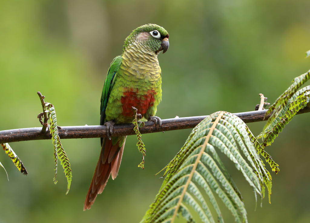Maroon-bellied Parakeet (Pyrrhura frontalis) photo