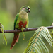 Maroon-bellied Parakeet - Photo (c) Paul, all rights reserved, uploaded by Paul