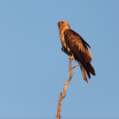 Whistling Kite
