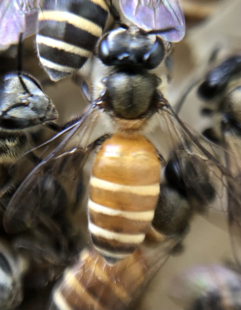 Black Dwarf Honey Bee (Apis andreniformis) · iNaturalist