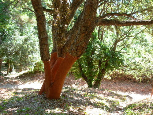 cork oak