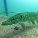 Northern Pike - Photo (c) Siegfried Baesler, all rights reserved, uploaded by Siegfried Baesler